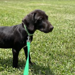 Boy 7 - Liver German Shorthaired Pointer puppy in Jacksonville, Florida from Good-Times K9