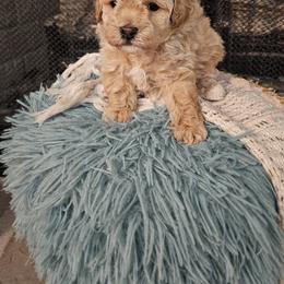Poodle Puppies from Pawsitively Perfect Poodles