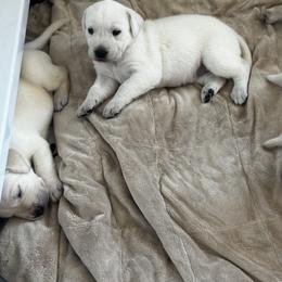 Labrador Retriever Puppies from Stonegate Labradors