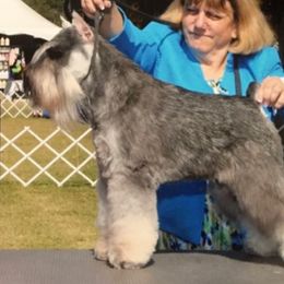 Miniature Schnauzers from Aragon Miniature Schnauzers