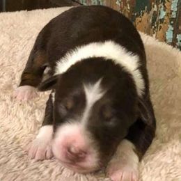 Australian Shepherds from Shelby's Aussies