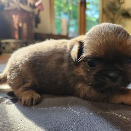 Ross - Blue male Shih Tzu puppy in Carrollton, Ohio from Becker Hollow