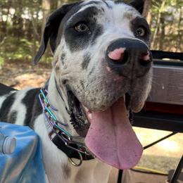Deja - Great Dane