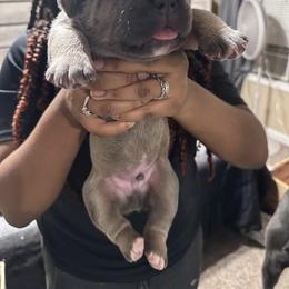 Cane Corso Puppies from AK&J Kentucky Corsos