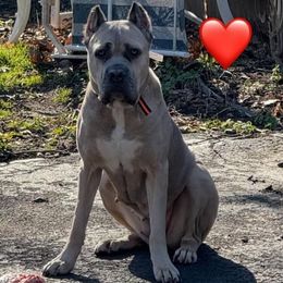 Tori - Cane Corso