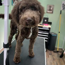 Labradoodle Puppies from Four Paws Down