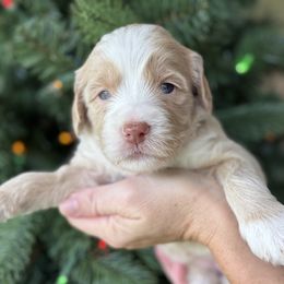 Gretchen - Yellow and white female Bernedoodle puppy in Yuciapa, California from AlltheDoodlez_
