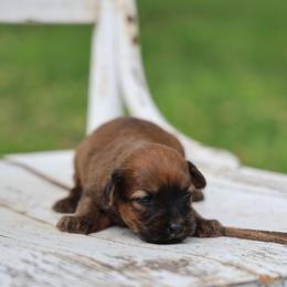 Rose - Wheaten female Whoodle puppy in West Bend, Iowa from Blue Skies Terriers