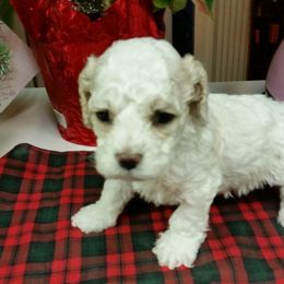 Cockapoo Puppies from Maranatha Cockapoos