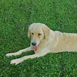 Golden Retrievers and Poodles from Elliott's Elite Puppies