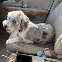 Ellie - Aussiedoodle