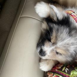 Pomsky and Siberian Husky Puppies from Pine and Sea Pomskies