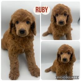 Ruby - Red  female Poodle puppy in Mount Vernon, Illinois from AMC Poodles