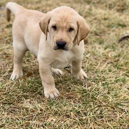 Boy 4 - male Labrador Retriever puppy in Winnemucca, Nevada from Oakley's Mountain View Kennel