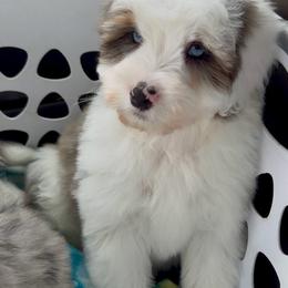 Wilson - Blue merle male Aussiedoodle puppy in Heber City, Utah from Junipersdoodles