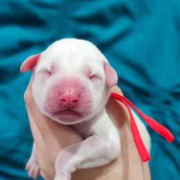 Zeus - White and lemon male Dalmatian puppy in Gray, Georgia from Fuller Spots