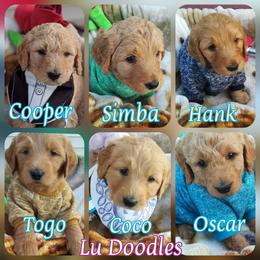 Goldendoodle Puppies from Lu Doodles