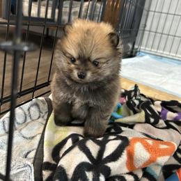 Girl 1 - Red sable female Pomeranian puppy in Harpers Ferry, West Virginia from Brandie Kelley