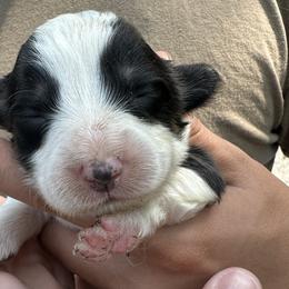 Boy 4 - Black and tan Pembroke Welsh Corgi puppy in Liberty, Tennessee from Taylor's Corgi's