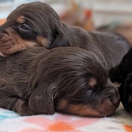 Dachshunds and Pugs from Manpaw Puppies