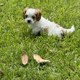 Cavapoo and Shihpoo Puppies from Haus of Doodles