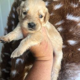 Red collar - Golden female Golden Retriever puppy in Jesup, Georgia from Painted Platinum Retrievers (Painted Platinum Kennel) PPK