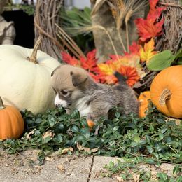 Pembroke Welsh Corgi Puppies from A&A’s Adorable Corgis