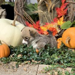 Pembroke Welsh Corgi Puppies from A&A’s Adorable Corgis