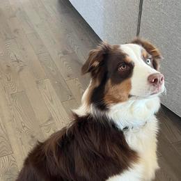 Australian Shepherd Puppies from Grand Ridge Australian Shepherds