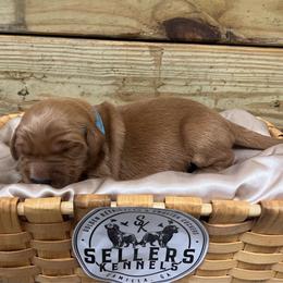 Chase - Dark golden male Golden Retriever puppy in Pelham, Georgia from Sellers Kennels