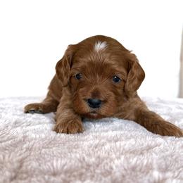 Hank - Apricot male Cavapoo puppy in Pasco, Washington from Columbia Basin Puppies