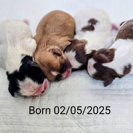 Shih Tzu Puppies from Brookhaven Shih Tzus