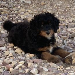 Bernedoodles from Bernedoodles of Utah