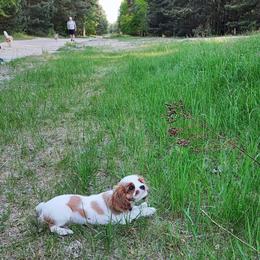 Cavalier King Charles Spaniel Puppies from London Fog Cavaliers