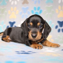 Jack - Black and tan male Dachshund puppy in Red Bud, Illinois from Midwest Miniature Dachshunds