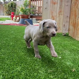 German Shorthaired Pointer and Weimaraner Puppies from SilverBay GunDogs