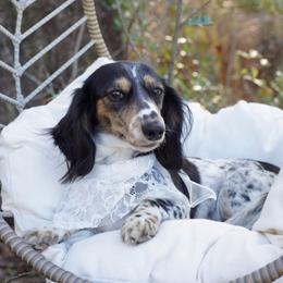 Starla - Dachshund