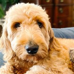Harley - Goldendoodle