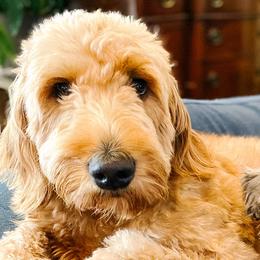 Harley - Goldendoodle