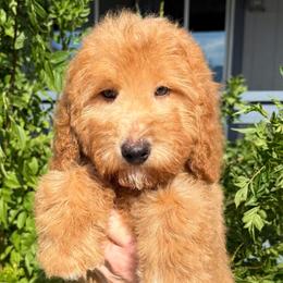 Samantha - Red  female Goldendoodle puppy in Tucson, Arizona from Adored Poodle & Doodles