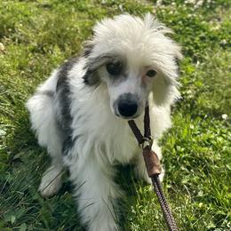 Boy 1 - Sable male Chinese Crested puppy in Rockvale, Tennessee from Cosmic Chinese Cresteds & Wind-Echo Poodles