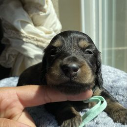 Margarita - Black and tan female Dachshund puppy in Merced, California from The Graceful Dachshund Kennel