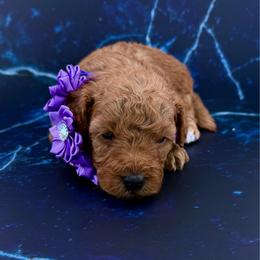 Purple (Boy 3) - Red  male Poodle puppy in Miami, Florida from Katy's Toy Poodles & Doodles
