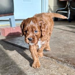 Boy 3 Hercules - Red male Cavapoo puppy in Bountiful, Utah from PJs Puppy Love
