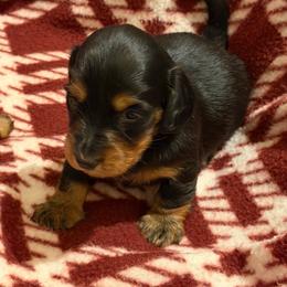 Buddy - Black and tan male Dachshund puppy in Edinburg, Virginia from Hunter Lane Dachshunds