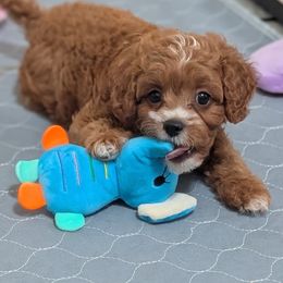 Phil - Red male Cavapoo puppy in Rockvale, Tennessee from Robin's Nest Farm