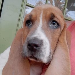 Basset Hounds from Cash’s Bassets