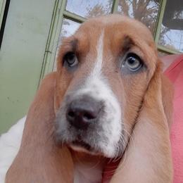 Basset Hounds from Cash’s Bassets
