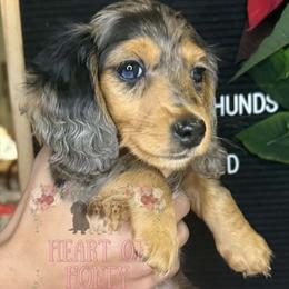 Mazikeen (Mazy) - Dachshund