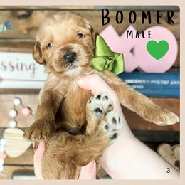 Boomer - Red  male Goldendoodle puppy in Hilton, New York from The House of Goldendoodle